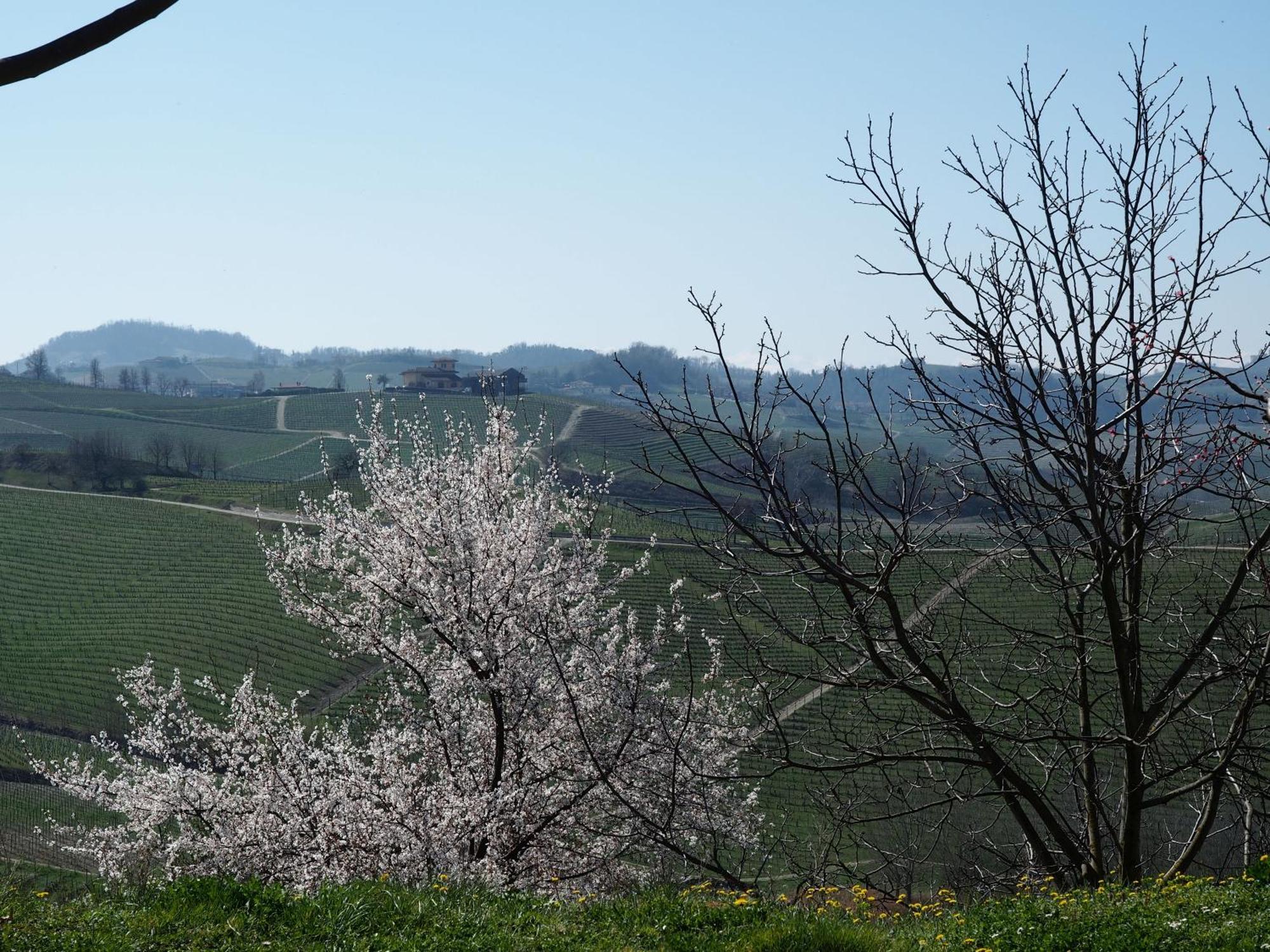 Tenuta Montanello B&B Castiglione Falletto Ngoại thất bức ảnh