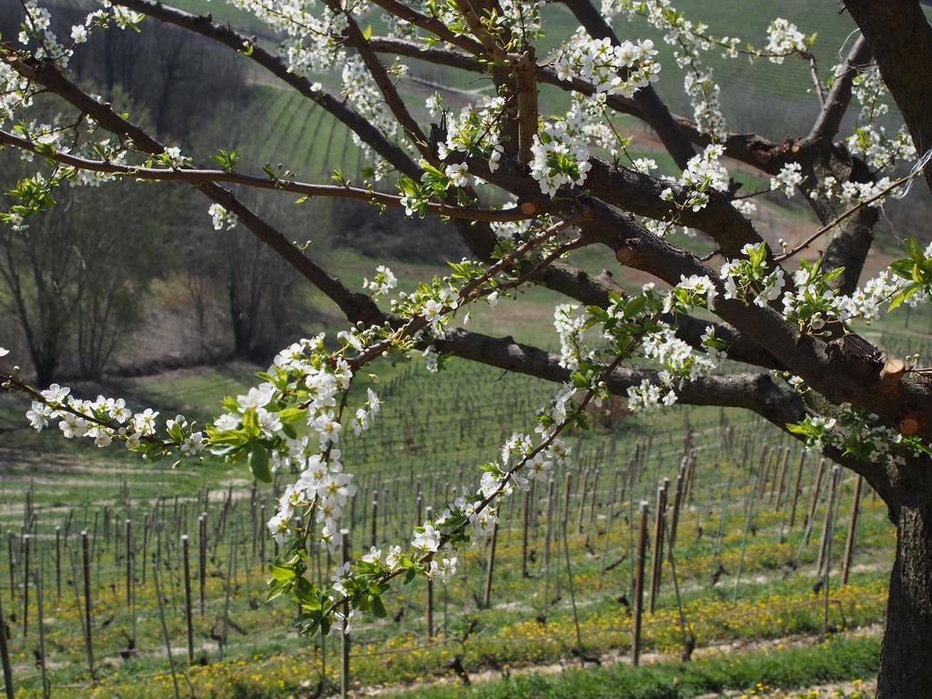 Tenuta Montanello B&B Castiglione Falletto Ngoại thất bức ảnh